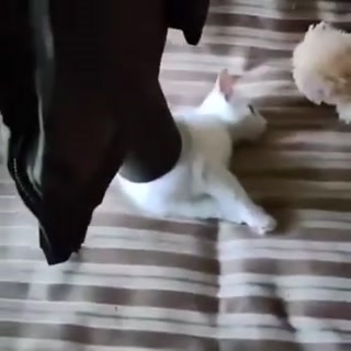 0060ab2d224788c2.mp4