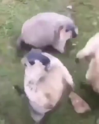 0c86728ff05f9958.mp4