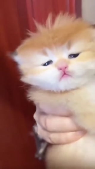 0ef6a7f5be8cb42f.mp4