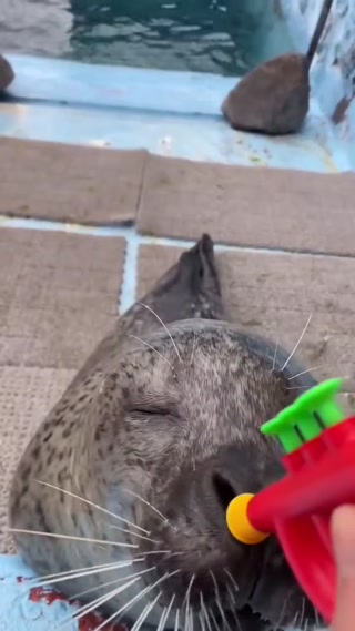 0f9d20a36b35d5db.mp4