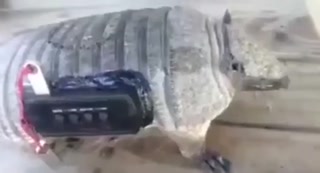 126b409d3d9b3b10.mp4