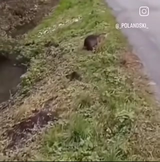 1770a74d9ebc4bf6.mp4