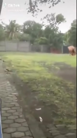 1d750df898d9f2e8.mp4