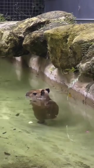 2790c1662f58c800.mp4