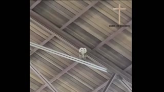 27cc72fa7aaf8663.mp4