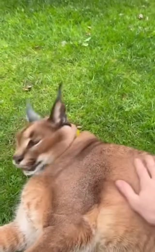 2908530f6a0fc151.mp4