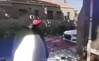 38856654ca71d733.mp4