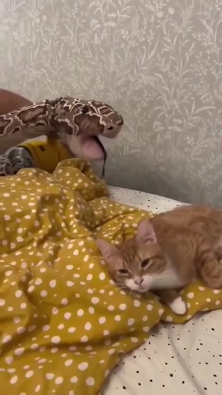 38f6f3b646bfee11.mp4