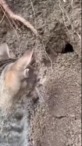 3975a8a5bcf90f16.mp4