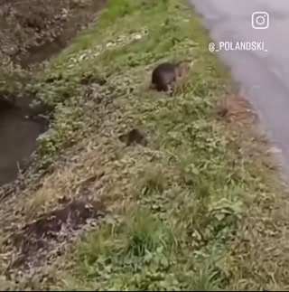 3bef1a0e9770d8bc.mp4