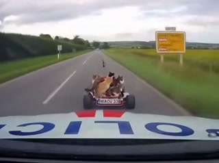 40cba3a30dd8dce3.mp4