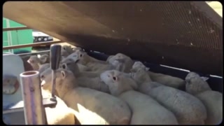 43c697269f4fb074.mp4