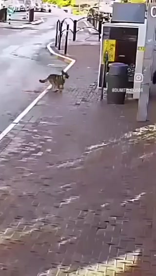 46f7c9ce14f57db2.mp4