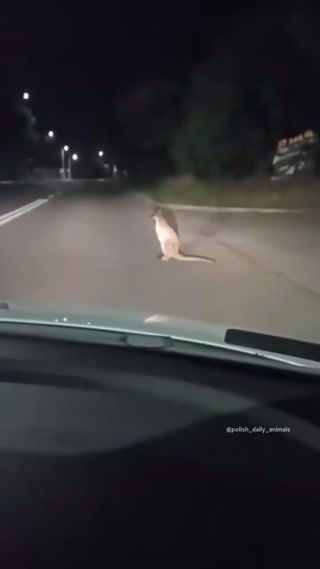 53bce8000888e26a.mp4