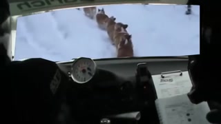 56308cae6e5c438b.mp4