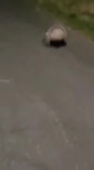 5c6dc688d85de6a9.mp4