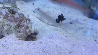 65bac20317316b2b.mp4