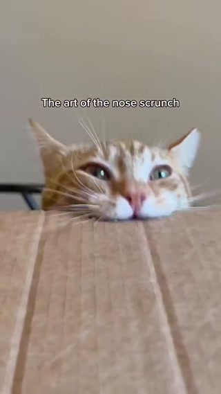 6ef9d6874b85642c.mp4