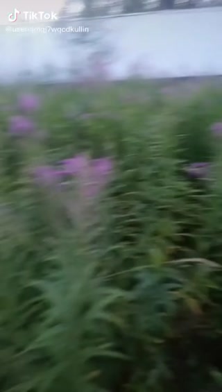 8a0a463c68e92524.mp4