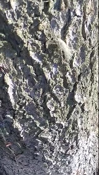 8cc7c2524d609c0c.mp4