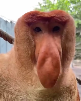 962a72bb2ad0cb61.mp4