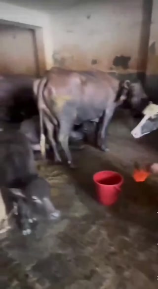 9b28efa60626c9df.mp4