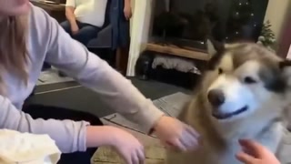 ac3f187f4580585b.mp4