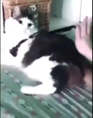 b4ac4b3af6ef4fe3.mp4