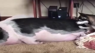 b4b3196a905b8e72.mp4