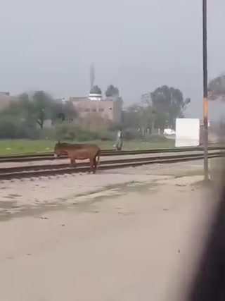 c1e23b1a526c1af0.mp4