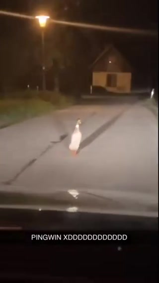 c2c3273c9a9f7d18.mp4