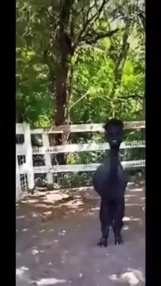 ce1ad57a090ddf4f.mp4