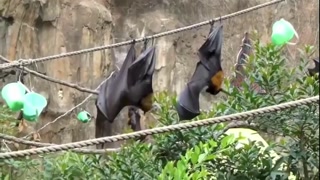 cfbdc1094a47b293.mp4