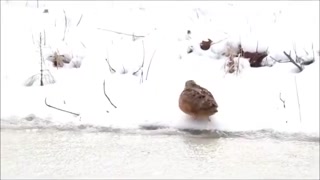 d3972bc3f15138bc.mp4