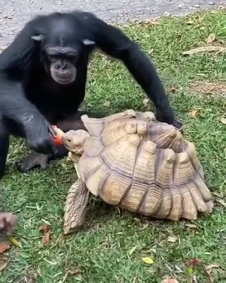 e2ded2e3702712bd.mp4