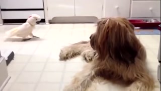 f0e46b32756b85b6.mp4