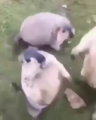 f17759df6d4d35b3.mp4